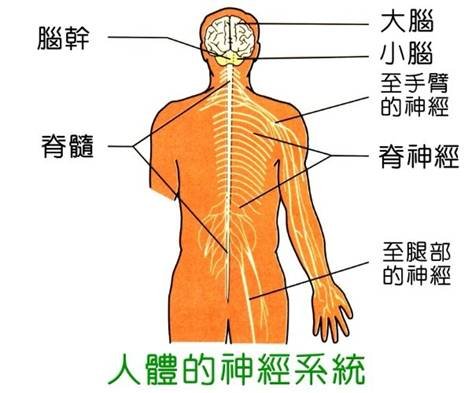 服用日本藤素对神经系统的影响-1